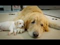 置き去りされた子犬をゴールデンレトリバーに会わせたら、数分後にこうなりました。