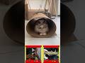 Alien guitar note makes CATS search for UFOs! 👽🎸 #shorts