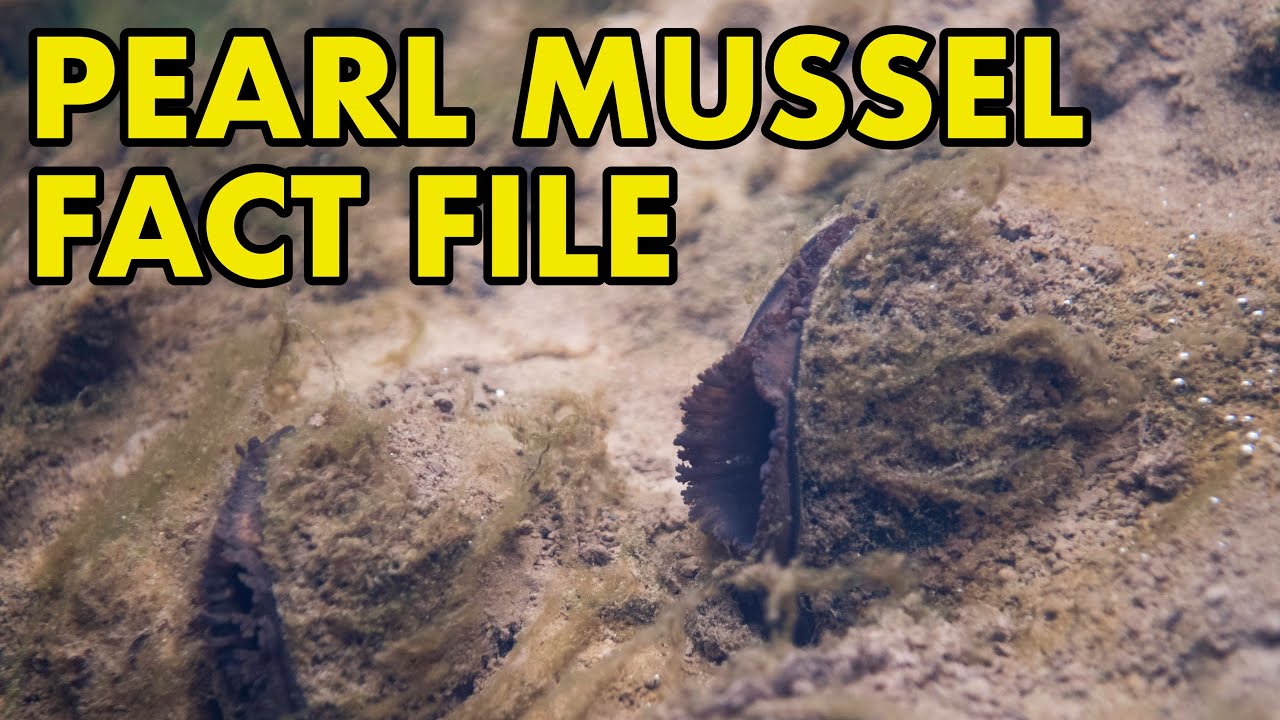 Pearl Mussel Fact File (British Wildlife Facts) YouTube