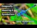Dragonfly Meaning and Symbolism