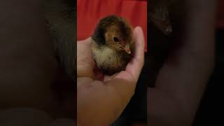 What is in my brooder?