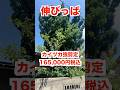 【植木屋の日常】何年も手付かずのカイヅカの強剪定！猛暑の1日（2024年8月）