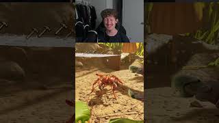 snapytok xsilentwings hd 1782217339236
