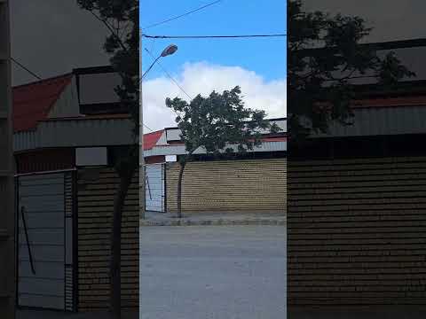 درختی که ب سبب در معرض باد بودن با حالت خمیده به رشد خودش ادامه داده