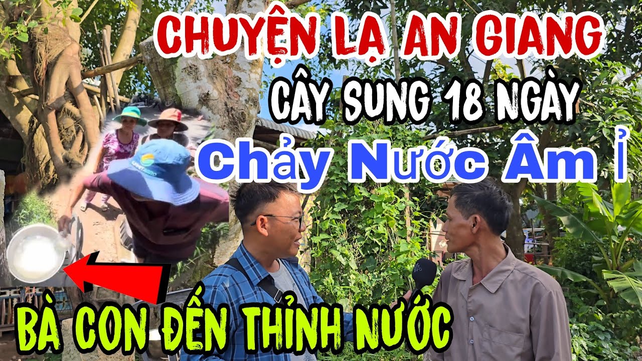 Chuyện lạ 💥 An Giang ( cây sung 18 ngày 👉 Chảy nước Âm Ỉ ( bà con đến thỉnh nước | Châu Phú Area 51
