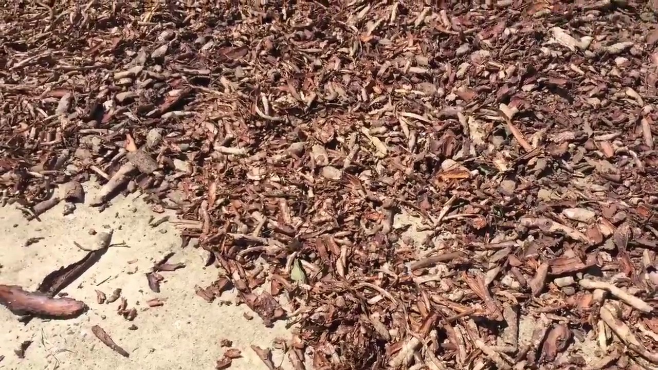 Drying yard litsea glutinosa bark- Raw material for Grinding Joss Powder