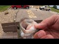 Unhooking a gut hooked bass #bassfishing #pondfishing #bass