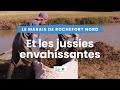 Les jussies  rochefort