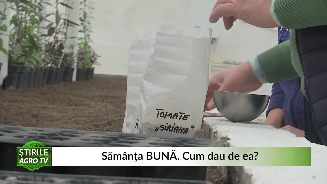 VIDEO Cum alegem sămânța - Sfaturi pentru o grădină de vis de la Dr. Ing. Costel Vînătoru 1 VIDEO Cum alegem sămânța - Sfaturi pentru o grădină de vis de la Dr. Ing. Costel Vînătoru YouTube player
