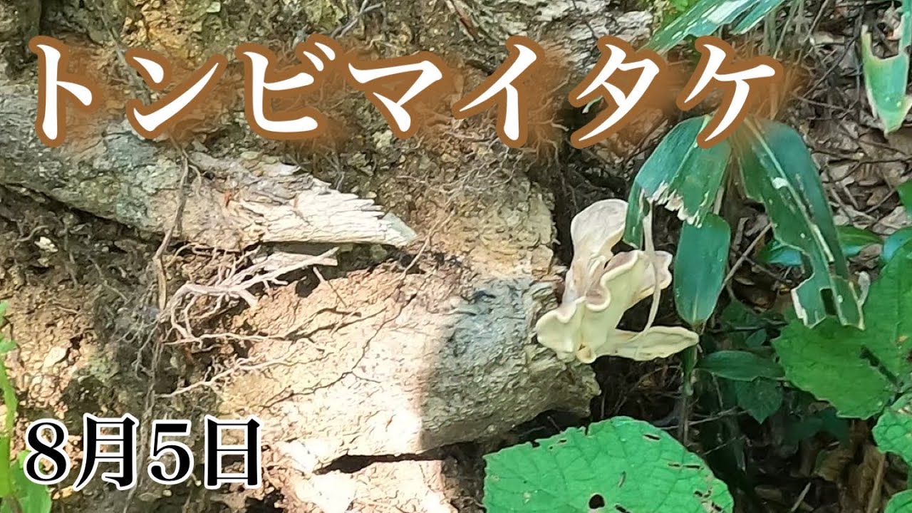 トンビマイタケを採りに行ってきました