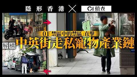 【隱形香港 x 01偵查】禁區直擊完整解構中英街走私寵物產業鏈　深港三關卡全無截查｜沙頭角｜寵物託運｜貓狗｜過關｜深圳｜香港｜調查報道｜01新聞