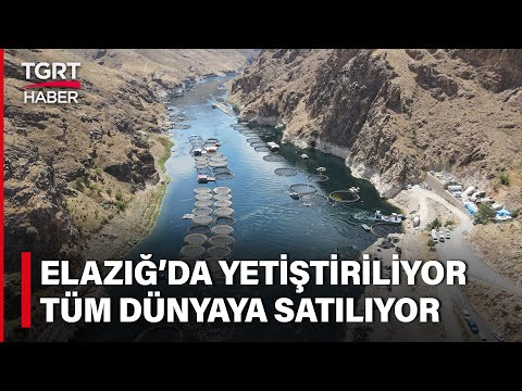 Elazığ'dan Dünyaya Türk Somonu: İhracat Rekoru Kırıyor - TGRT Haber