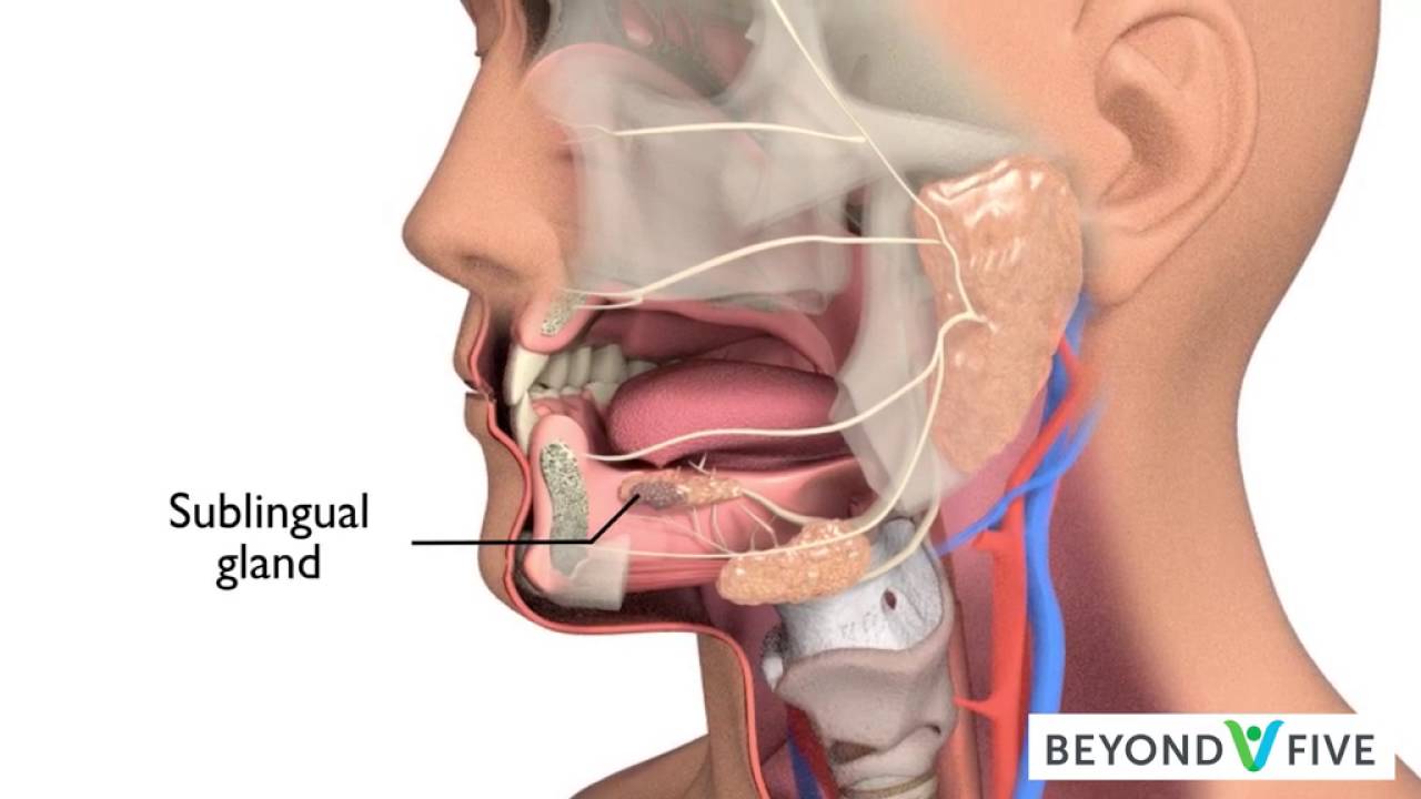 Where is the salivary gland in humans 6 Where is the salivary gland in humans 9