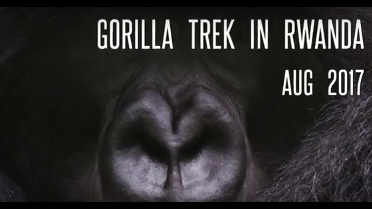 Kigali/Volcanoes National Park – Gorilla Trek Rwanda