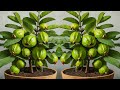  ready to grow your own guava tree at home best method of propagation and grafting guava tree