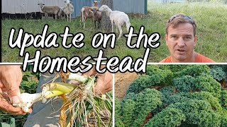 Update on the Homestead: New Animals by The Neals' Homestead 373 views 10 months ago 14 minutes, 30 seconds