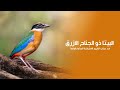 البيتا ذو الجناح الازرق أحد عجائب الطيور الإستوائية الجذابة بألوانها الزاهية كويست عربية Quest Tv 