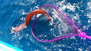 逃亡する巨大ウツボを掬え！【石垣島船釣り 前編】