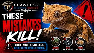 7 Beginner Mistakes That Kill Crested Geckos Avoid These NOW!