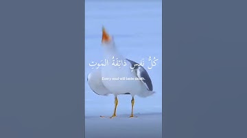 #بسم_الله_الرحمن_الرحيم #يا_عبادي _الذين_آمنوا#آيات #قرآن #ترند #لايك #اكسبلور #راحة_نفسية