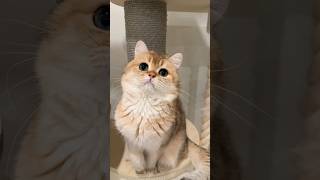 Father and son.🐱🐱 Father and son.🐱🐱