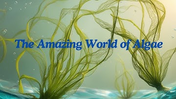 🌊 The Amazing World of Algae: Types and Classifications Explained 🌿