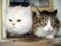 КОШАЧИЙ БЛЮЗ