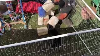 K9 Fargo environmental bite and working alone on table without handeler