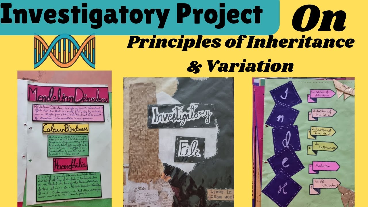 School project (🖇️ 👇 link pdf) file superb ideas Investigatory Project ...