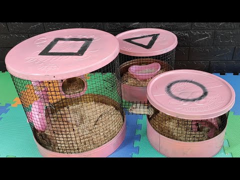 Làm Chuồng Hamster Squid Game Từ Vỏ Hộp Bánh