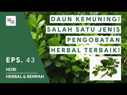 MANFAAT DAUN KEMUNING UNTUK KESEHATAN - HERBAL REMPAH INDONESIA #43