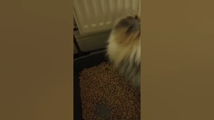 Watch the video about Daisy the Persian Cat cleaning the litter tray #gatos #persaincat #catsofyoutube #catlitterbox