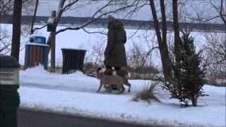 Missy (Bulldog) Boot Camp Dog Training Demonstration
