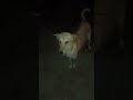 Kalu#FunnyShorts#ComedyReels#Relatable#MemeVideo#LOL
