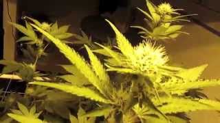 Herbin Farmer - Every Grower Must Have!!~ Day 30 Flower Amnesia/White Widow
