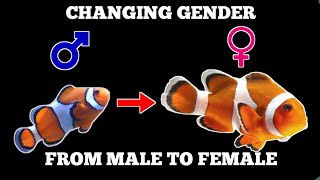 FISH THAT HAS ABILITY TO CHANGE GENDER