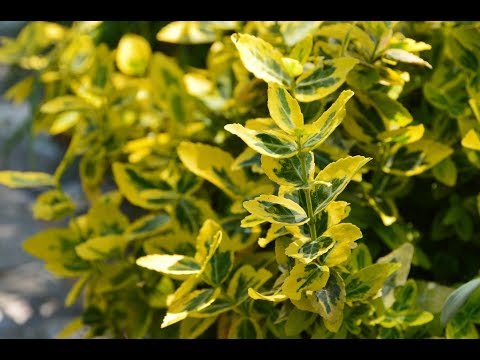 Video: Euonymus Is Beautiful Both In Winter And In Summer