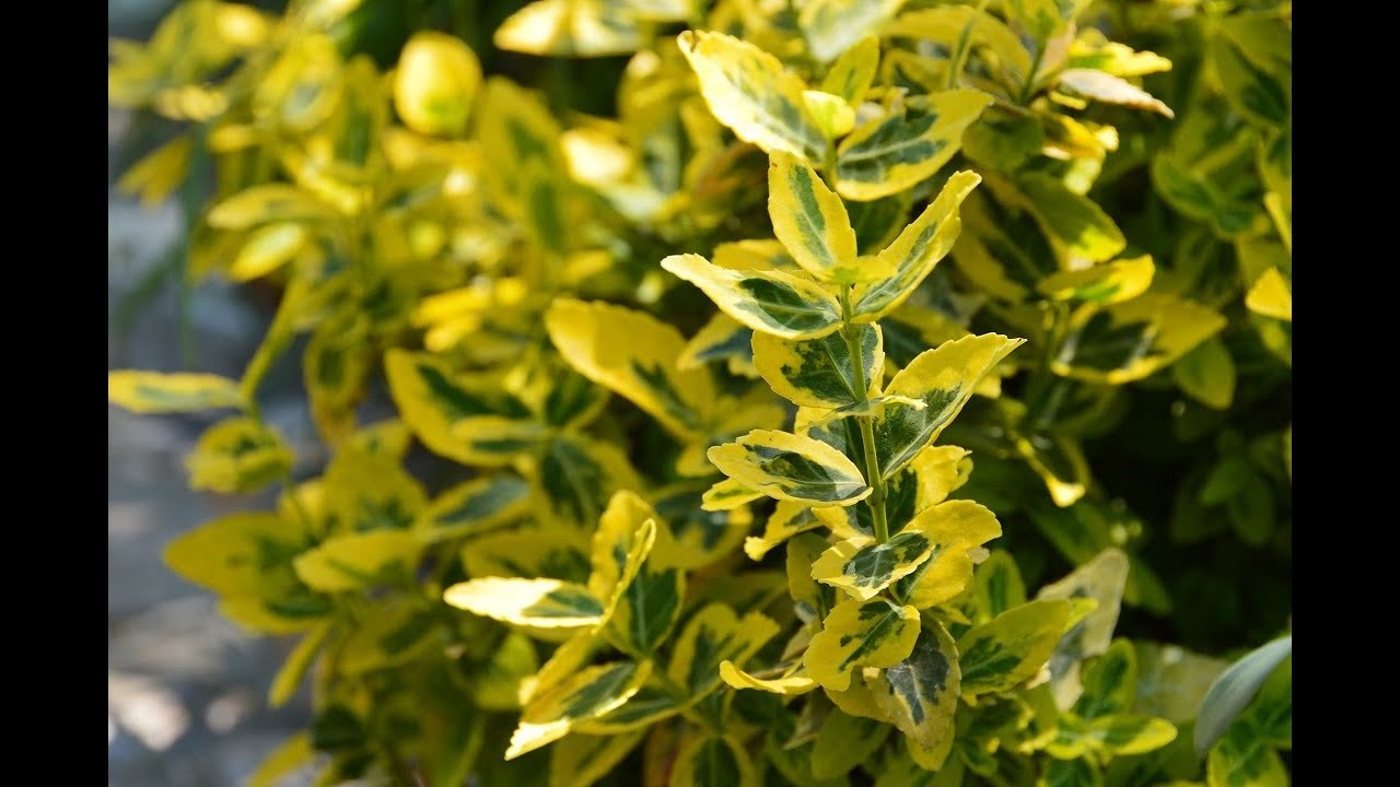 Бересклет форчуна в саду. Почему стоит посадить многолетник бересклет!?