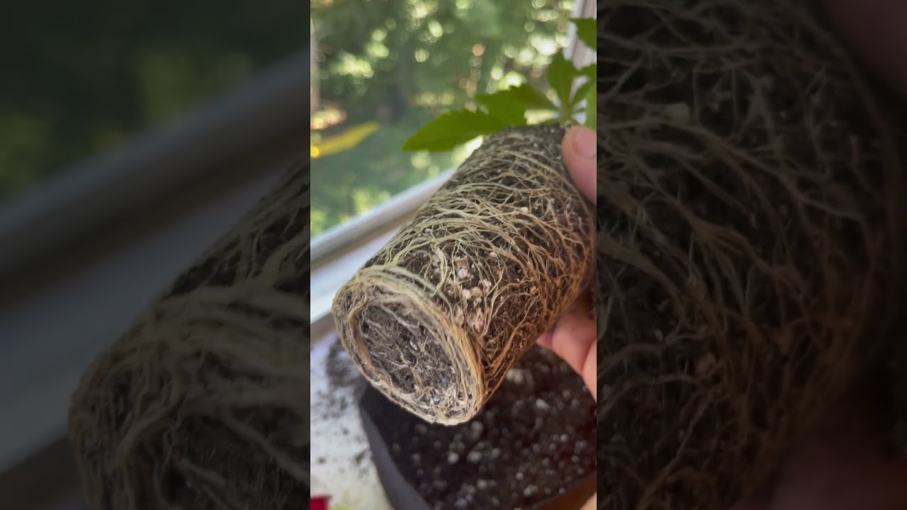 root bound transplant from solo cup into fabric pot green aminos for healthy roots