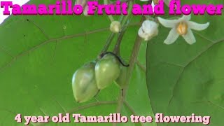 ⟹ TAMARILLO TREE | Solanum betaceum | flowers, fruits, will i get fruit before fall