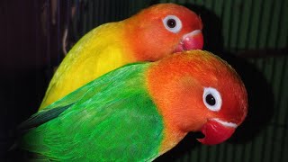 The lifespan of lovebirds