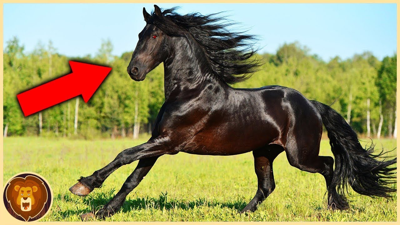 Das Einzig Coole Pferd Die Killerenten Und Ich Die 10 schönsten Pferderassen der Welt - YouTube
