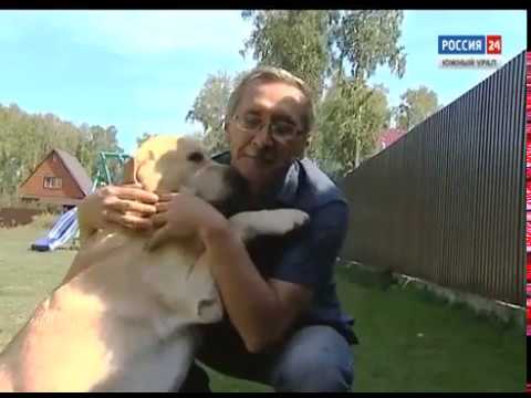 Видео: Наследственное мышечное заболевание (невоспалительная миопатия) у лабрадоров-ретриверов