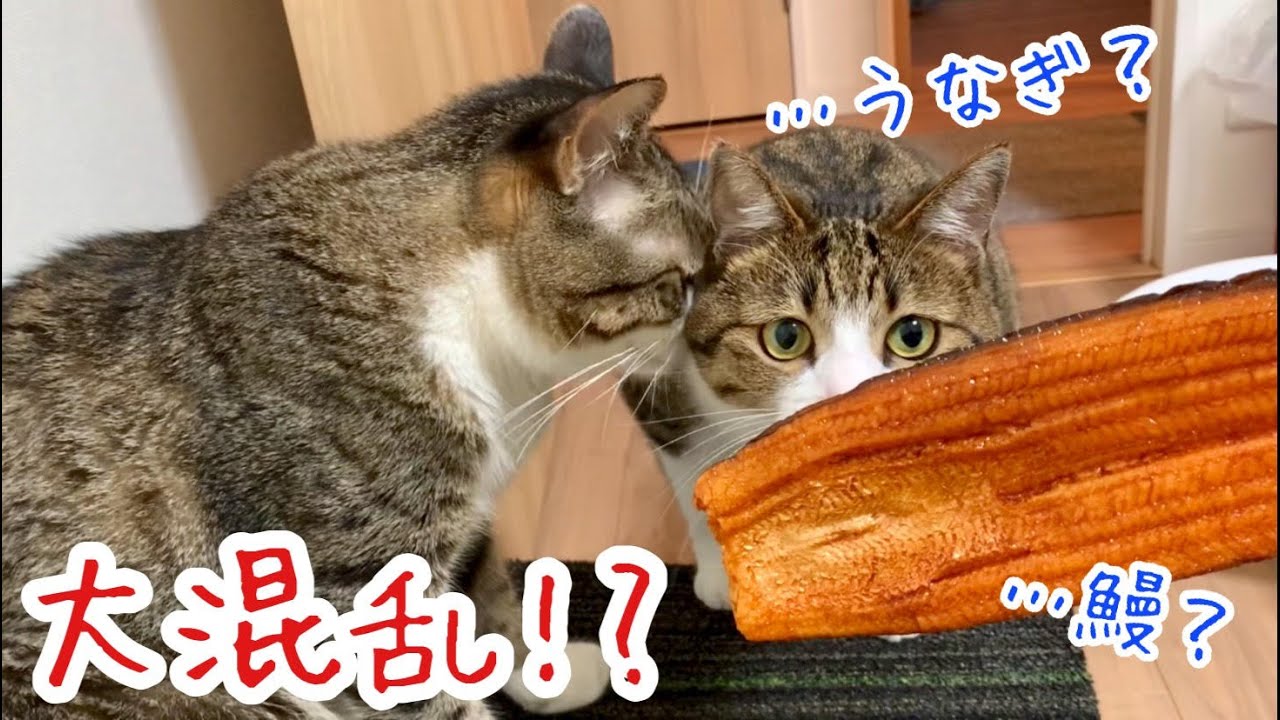 土用の丑の日】うなぎの日!! うちの猫の名は「うなぎ」です。vol.281