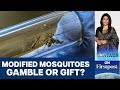 Djibouti Unleashes Controversial Genetically Modified Mosquitoes | Vantage with Palki Sharma