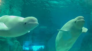 2025/08/21 ベルーガの不思議な魚の食べ方【12:30の回】@名古屋港水族館