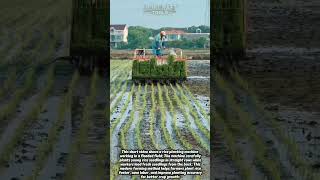 Rice Planting Machine in Action! Smart Farming Technology 🌾 #Farming #Agriculture #Technology
