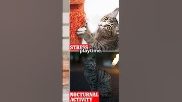 A cat scratches furniture: Why?