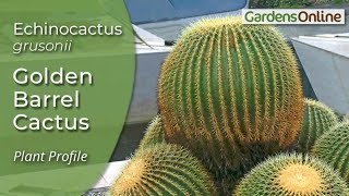Golden Barrel Cactus - Prickly Perfection