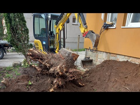 fenyőfa gyökér kiszedése,